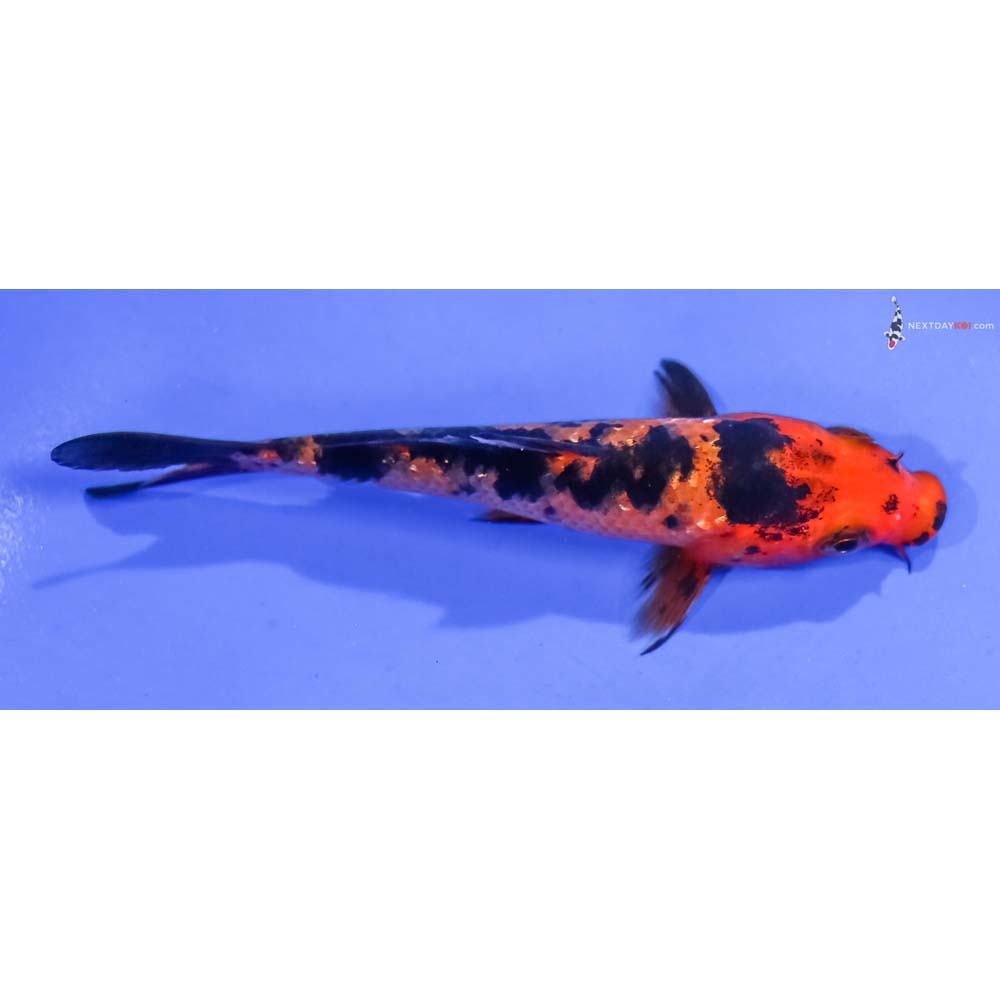 4” Imported Gin Rin Aka Bekko