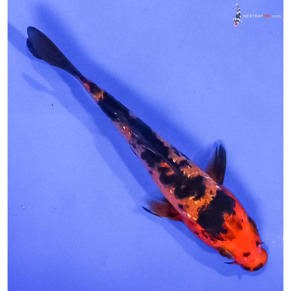 4” Imported Gin Rin Aka Bekko