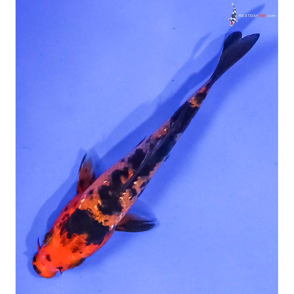 4” Imported Gin Rin Aka Bekko