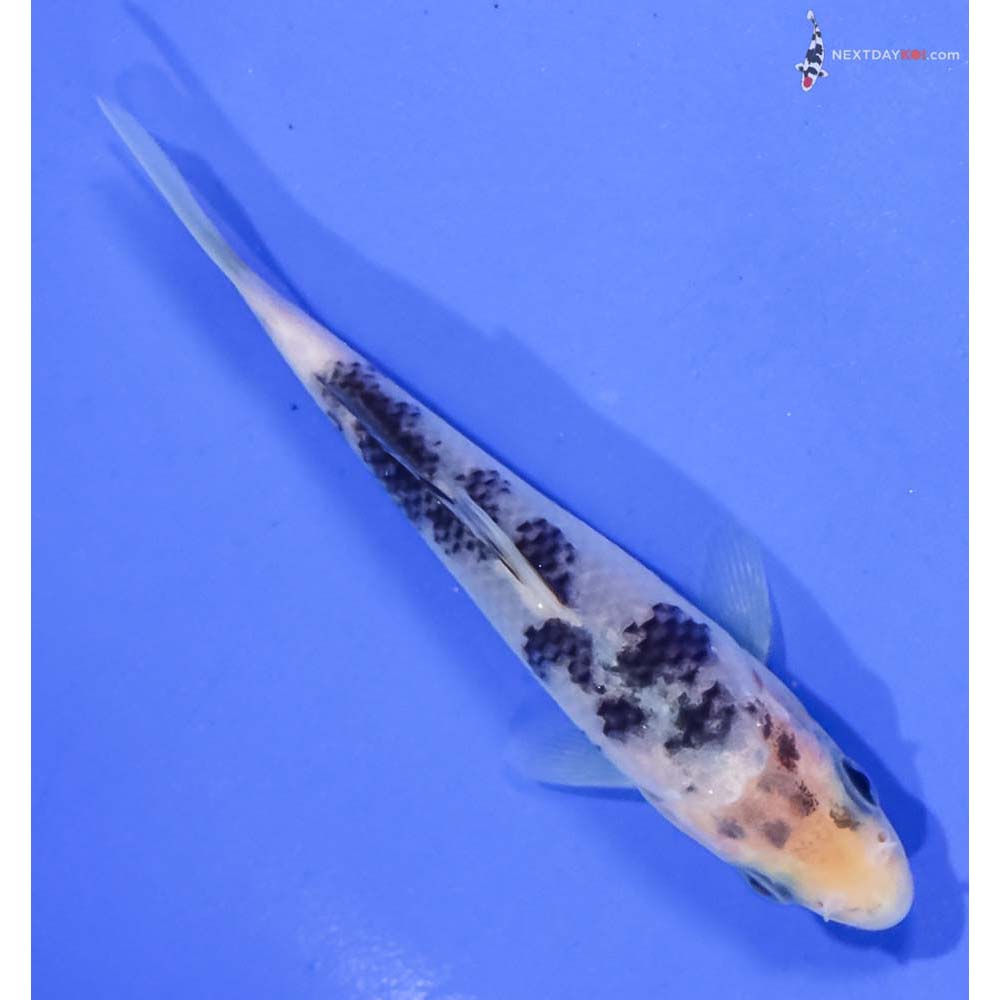 4.5” Imported Shiro Utsuri