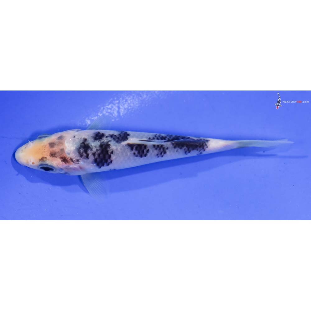 4.5” Imported Shiro Utsuri