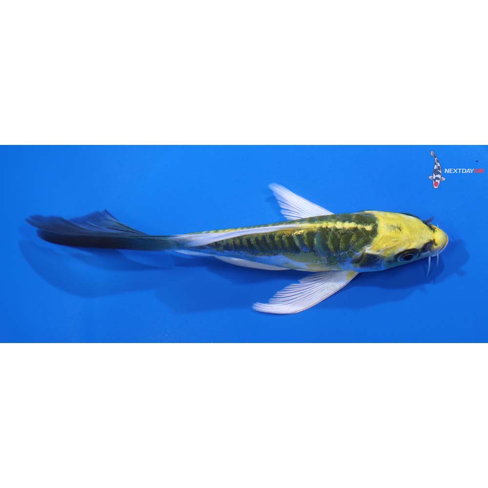 5.5” Imported Doitsu Kujaku Butterfly Koi