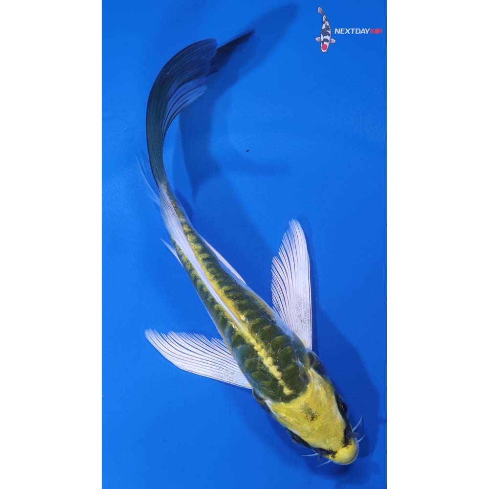 5.5” Imported Doitsu Kujaku Butterfly Koi
