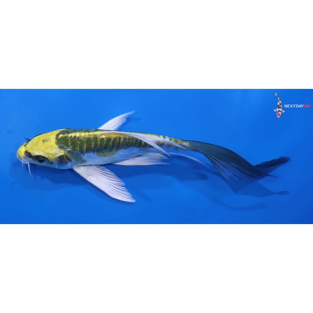 5.5” Imported Doitsu Kujaku Butterfly Koi