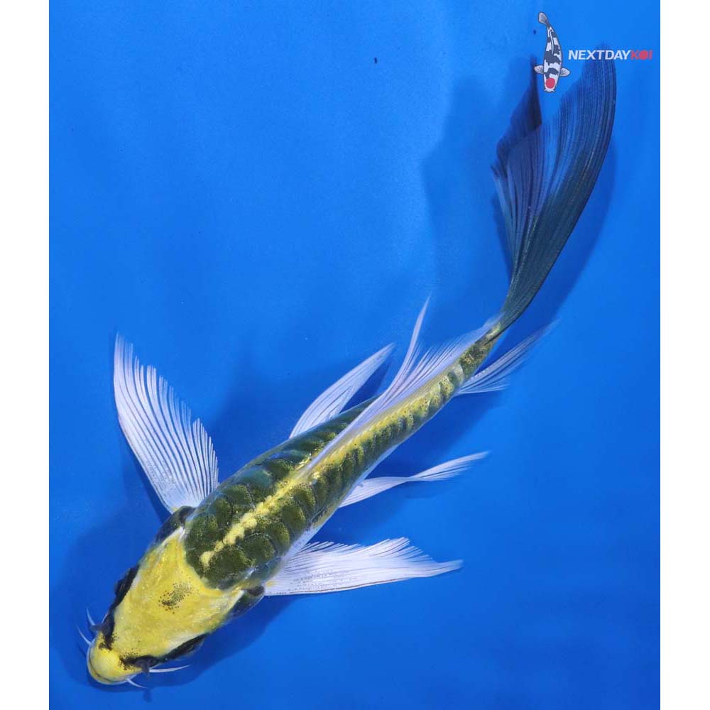 5.5” Imported Doitsu Kujaku Butterfly Koi
