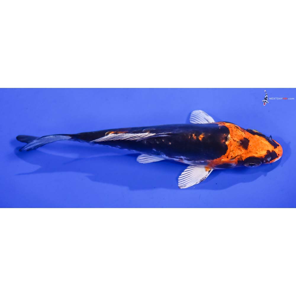 5” Imported Kin Kikokuryu