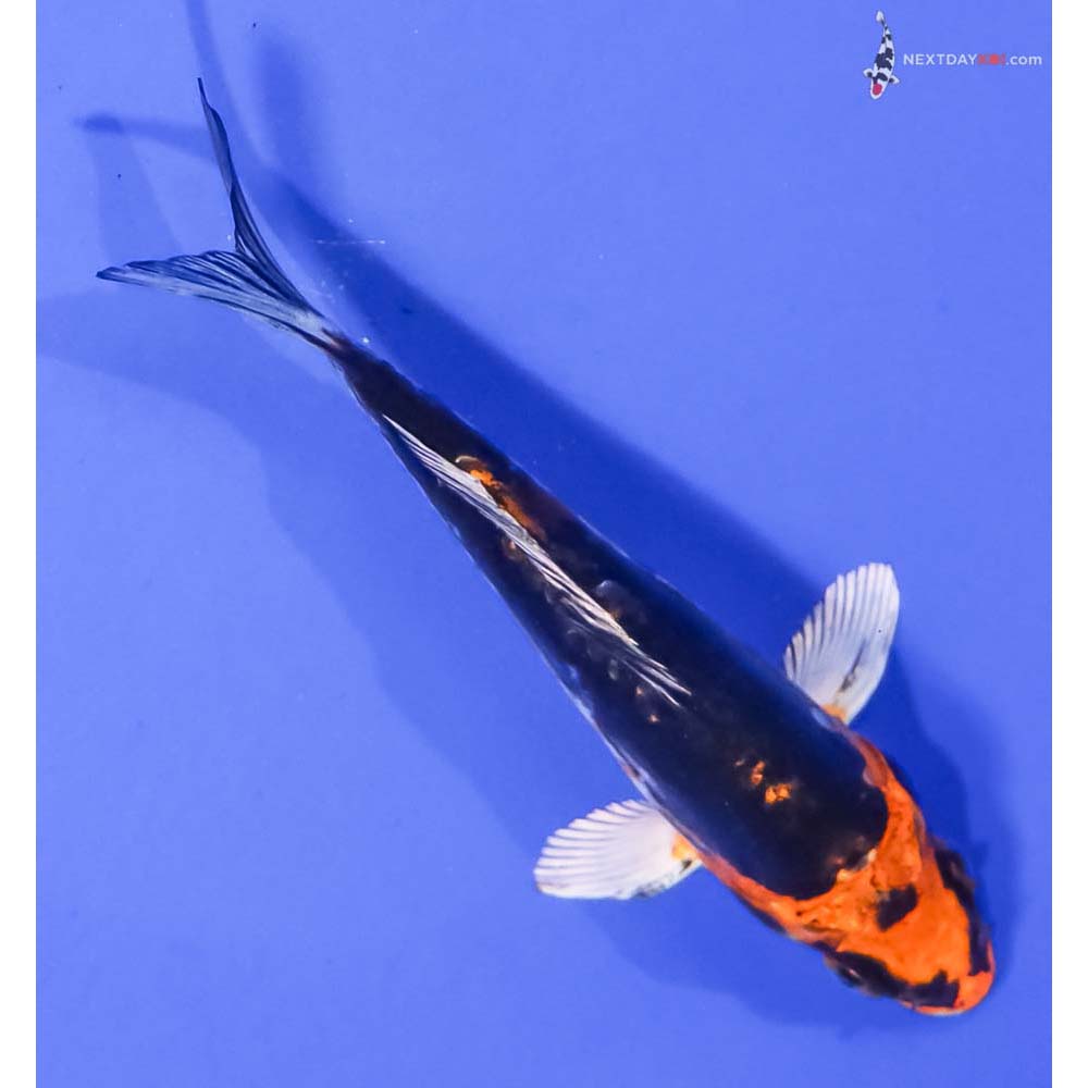 5” Imported Kin Kikokuryu