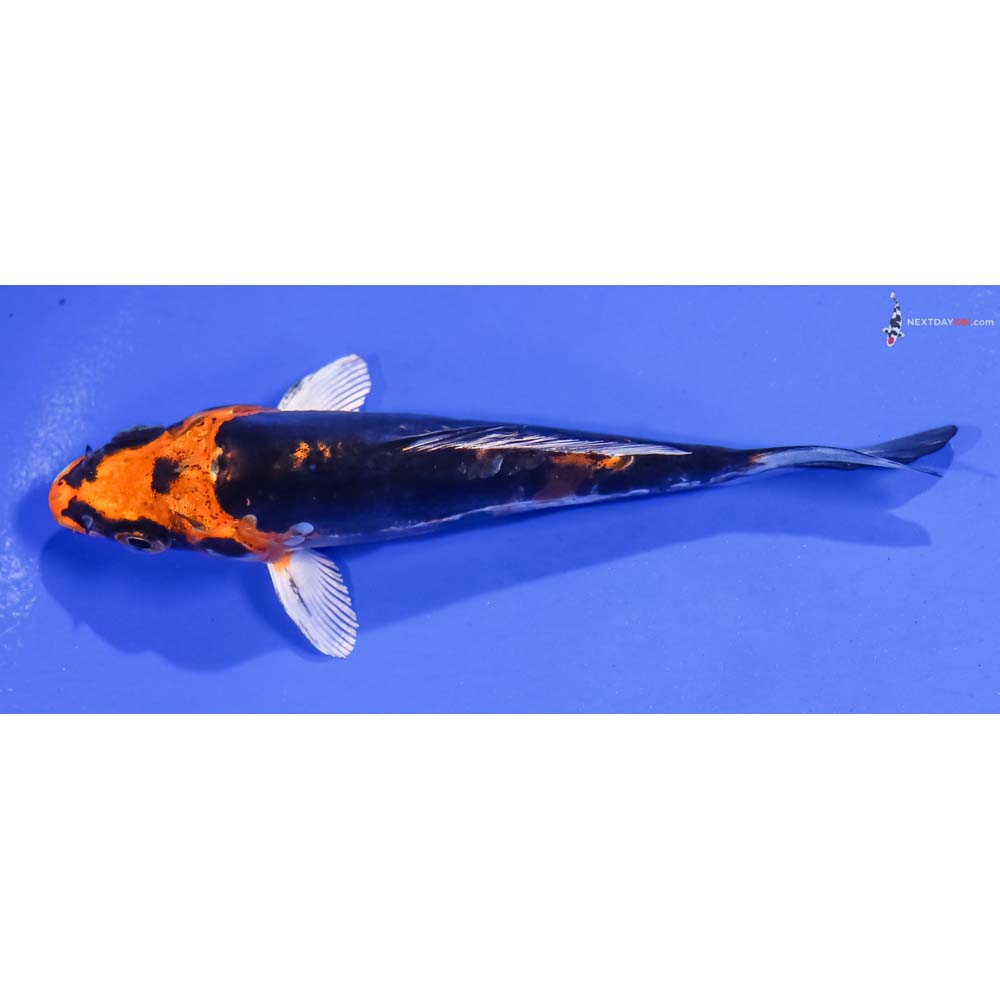 5” Imported Kin Kikokuryu