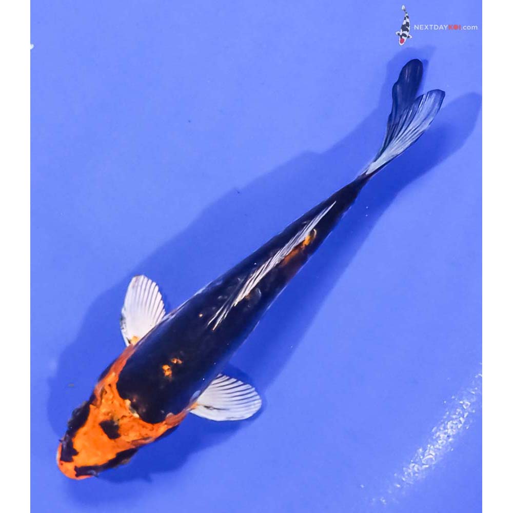 5” Imported Kin Kikokuryu