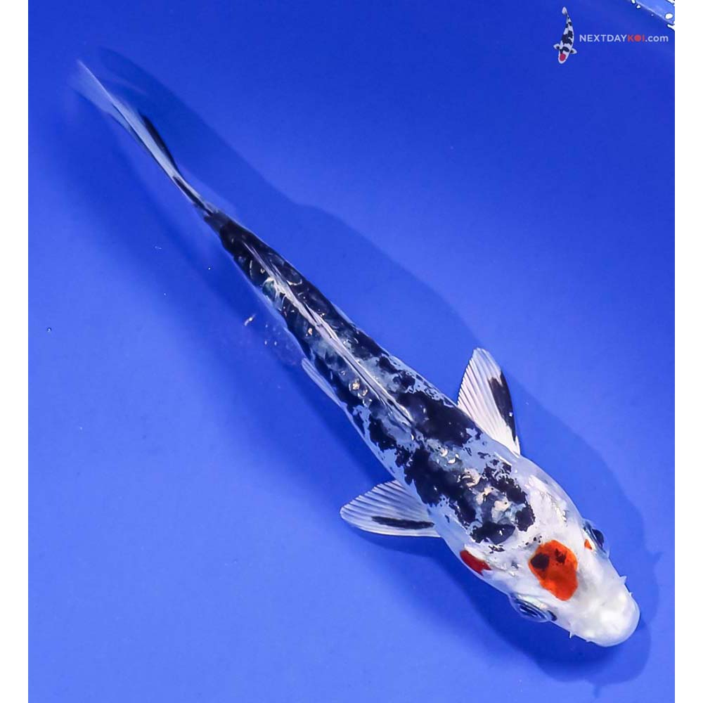 5” Imported Kin Kikokuryu