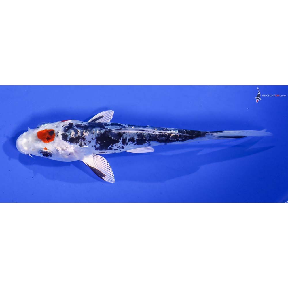 5” Imported Kin Kikokuryu