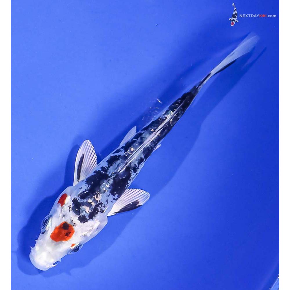 5” Imported Kin Kikokuryu