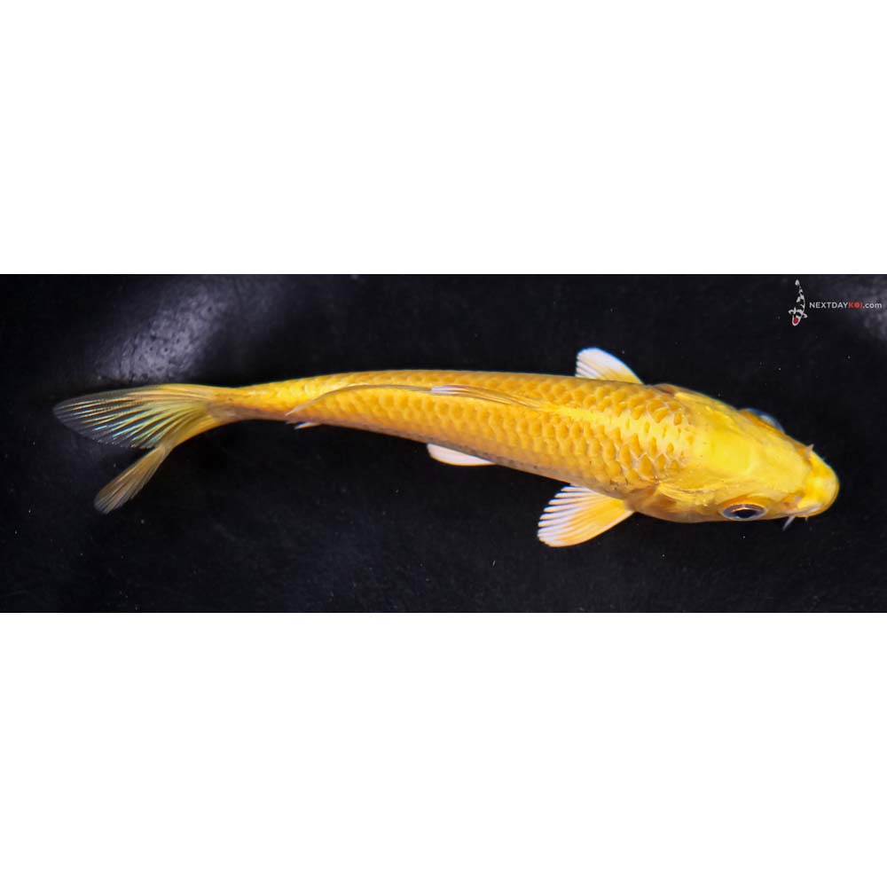 5” Imported Yamabuki Ogon