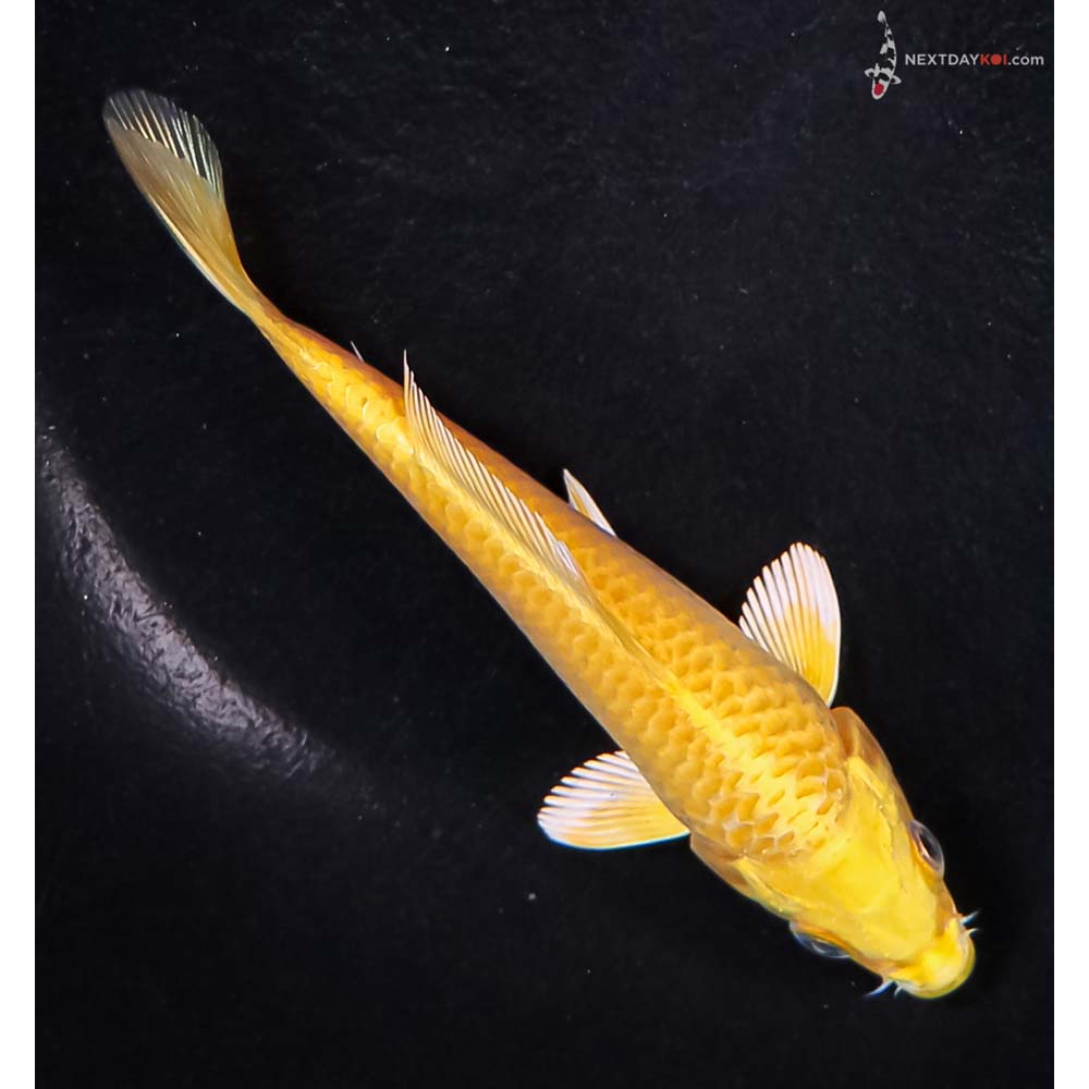 5” Imported Yamabuki Ogon