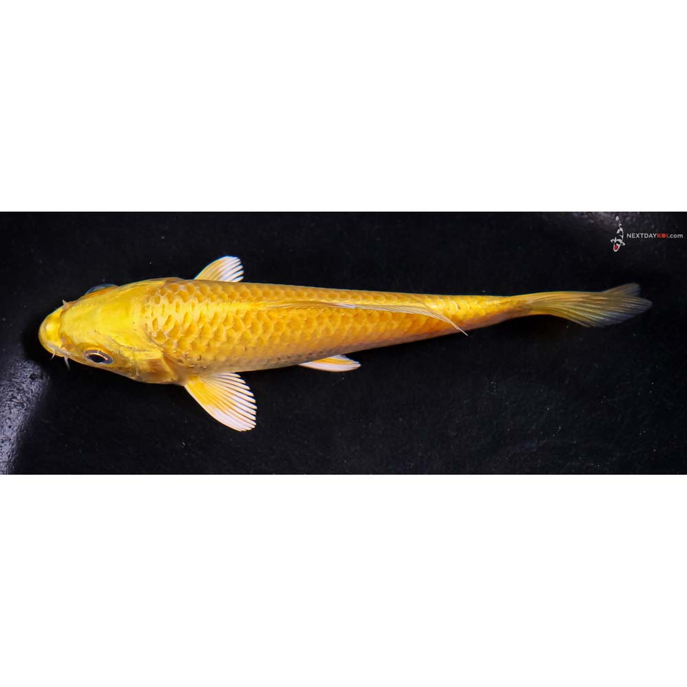 5” Imported Yamabuki Ogon