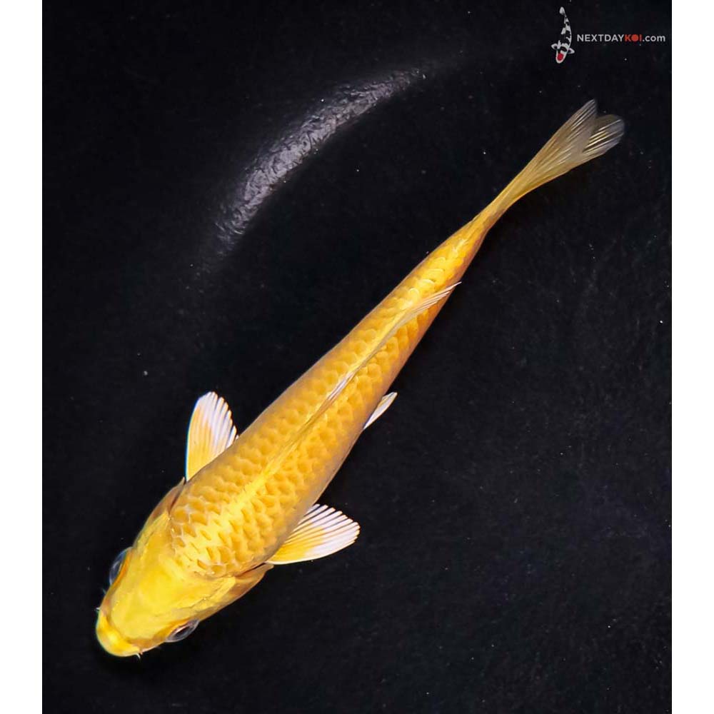 5” Imported Yamabuki Ogon