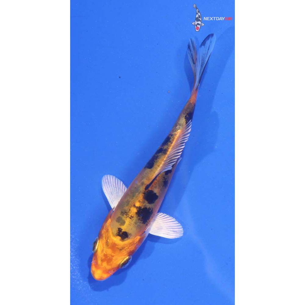 3.5” Imported Doitsu Kin Aka Bekko