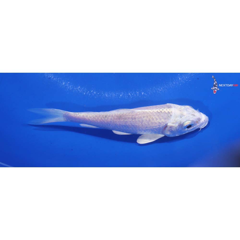 4” Imported Platinum Ogon