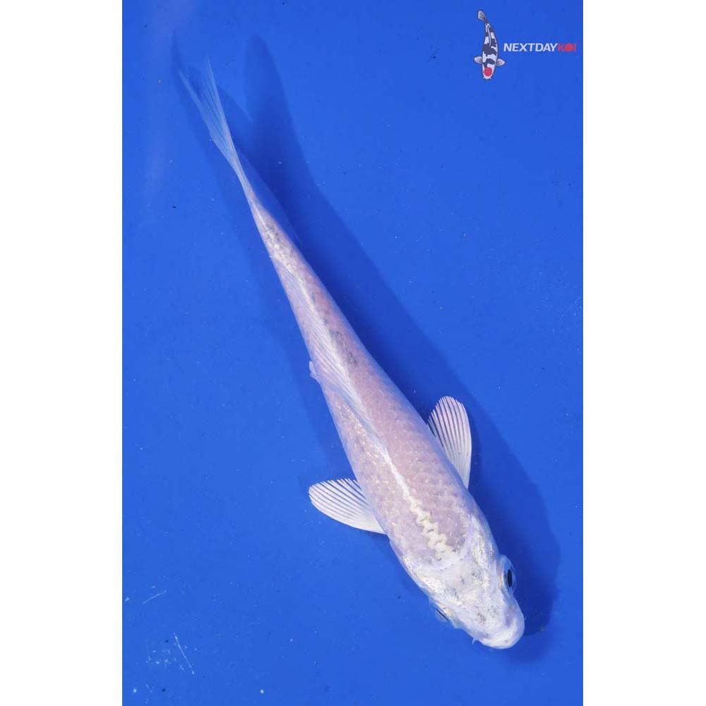 4” Imported Platinum Ogon