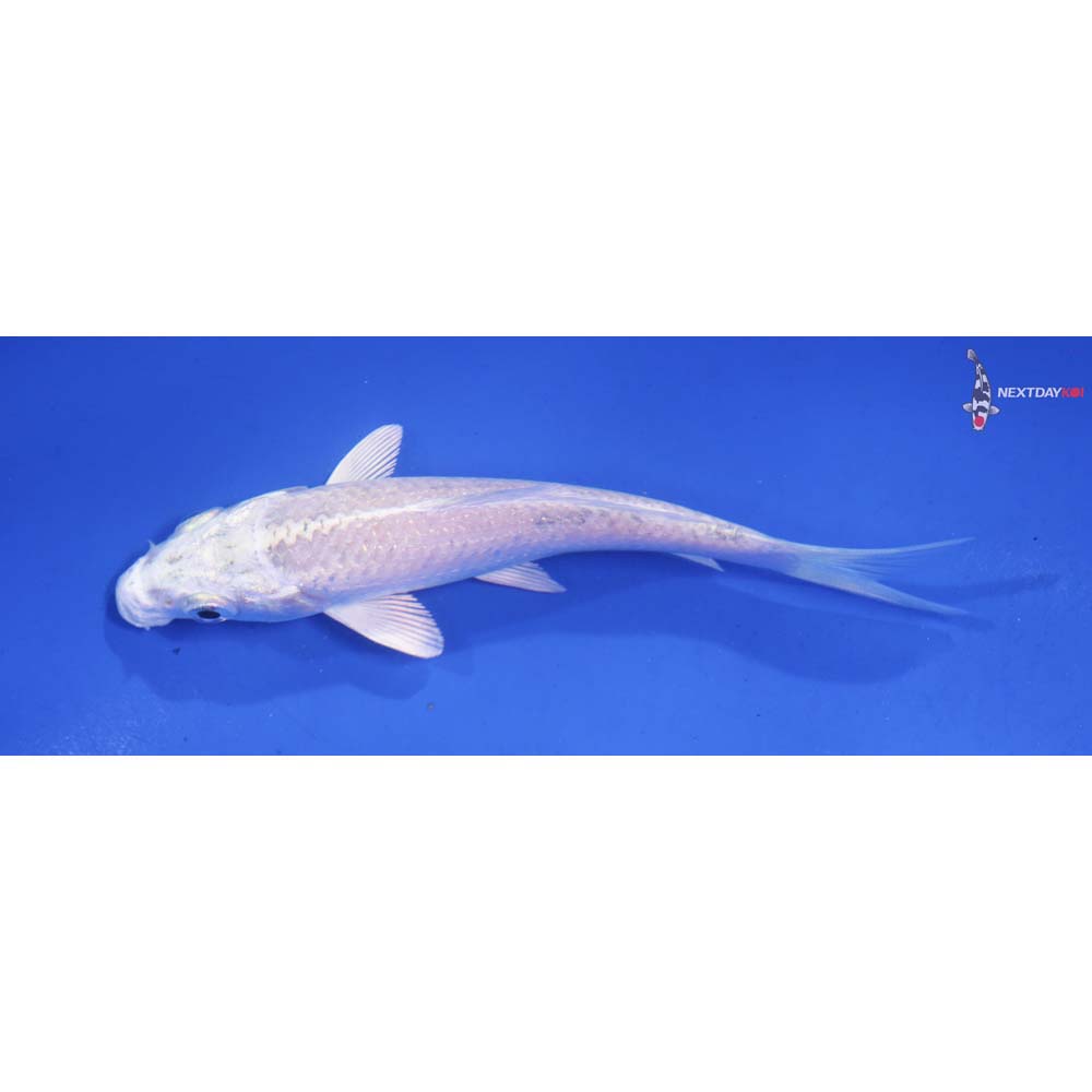 4” Imported Platinum Ogon