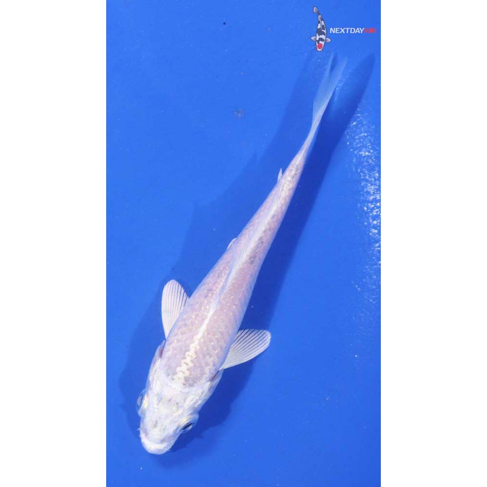 4” Imported Platinum Ogon