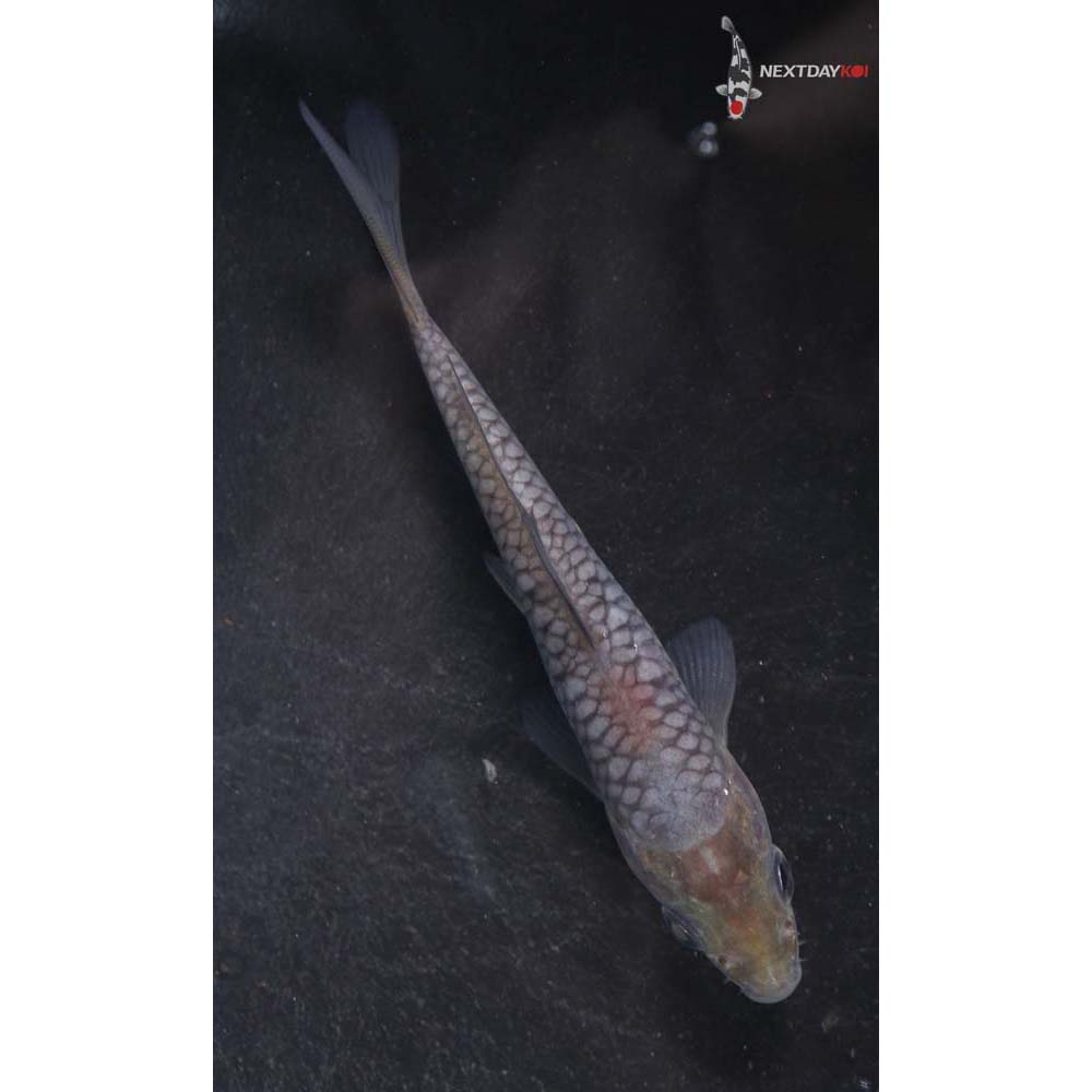 4” Imported Soragoi