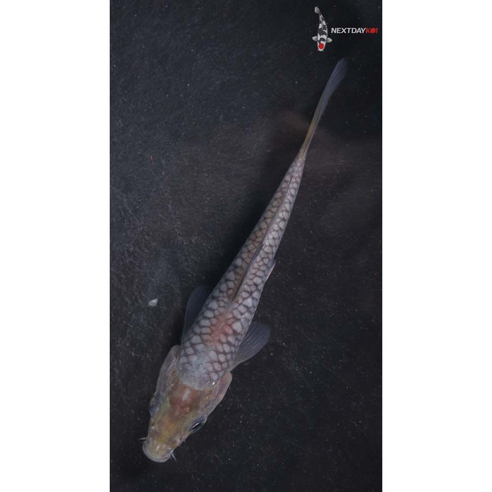 4” Imported Soragoi