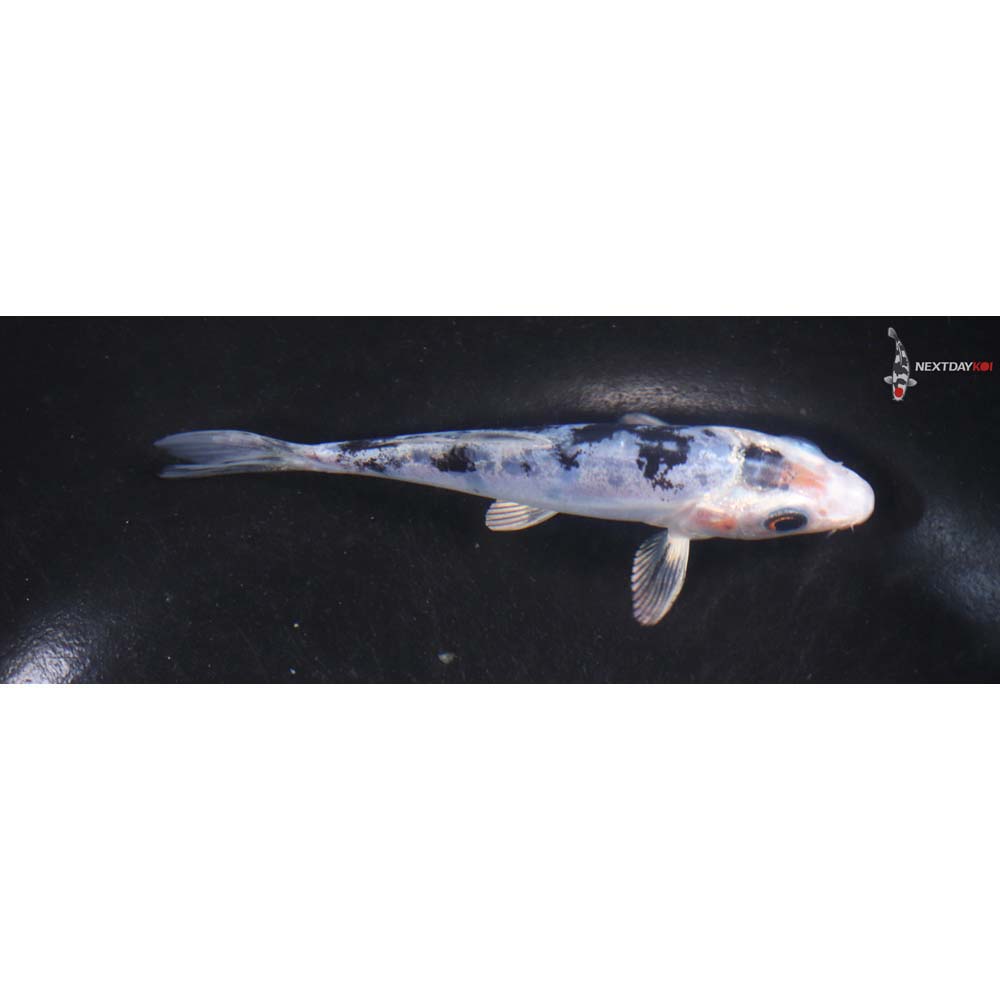 4.5” Imported Doitsu Shiro Bekko