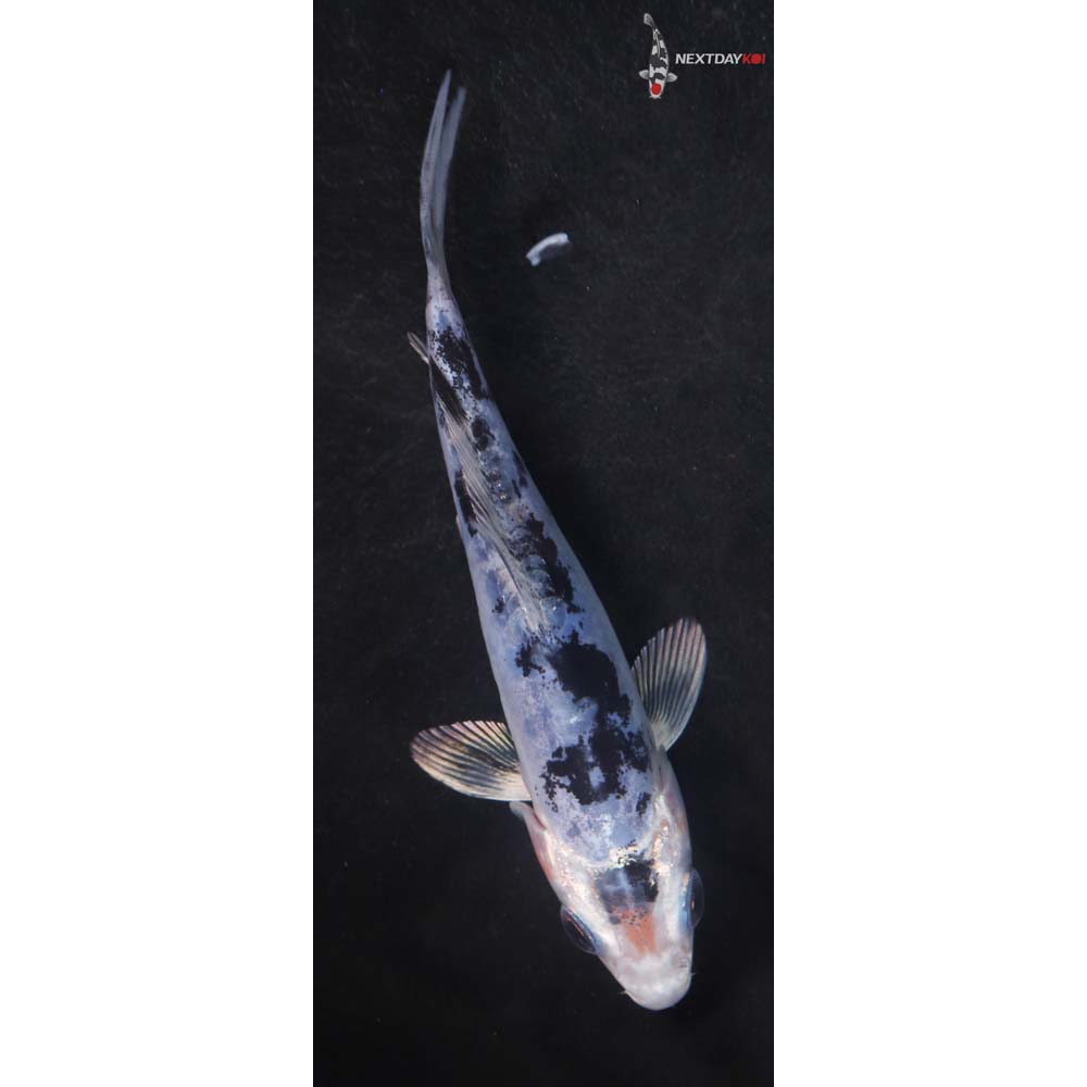 4.5” Imported Doitsu Shiro Bekko