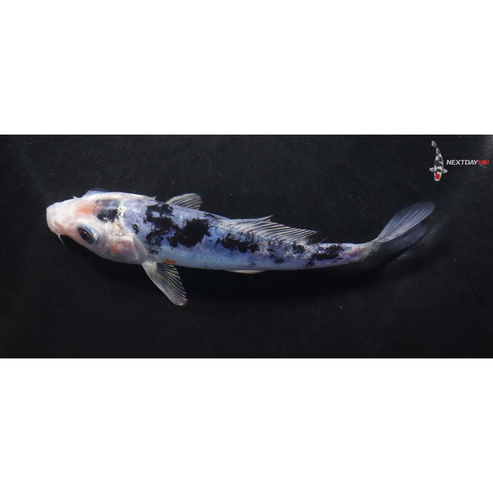 4.5” Imported Doitsu Shiro Bekko