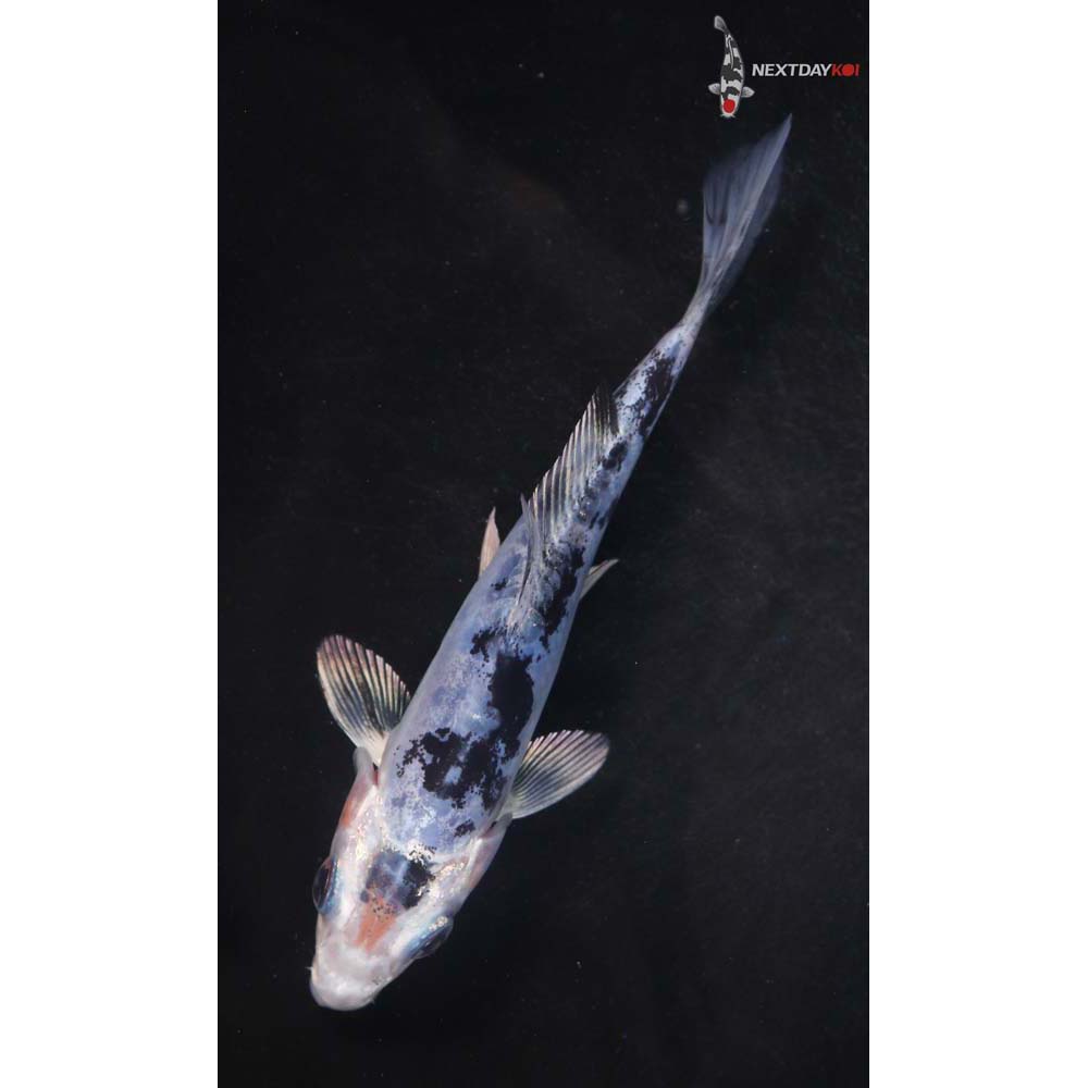 4.5” Imported Doitsu Shiro Bekko