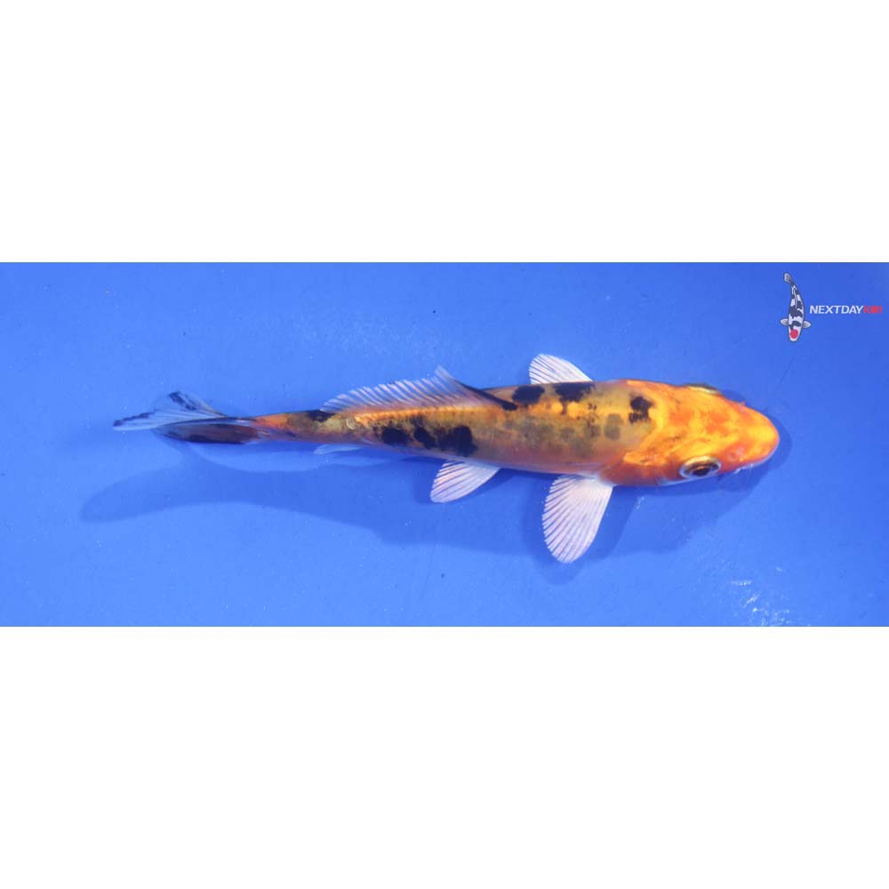 3.5” Imported Doitsu Kin Aka Bekko