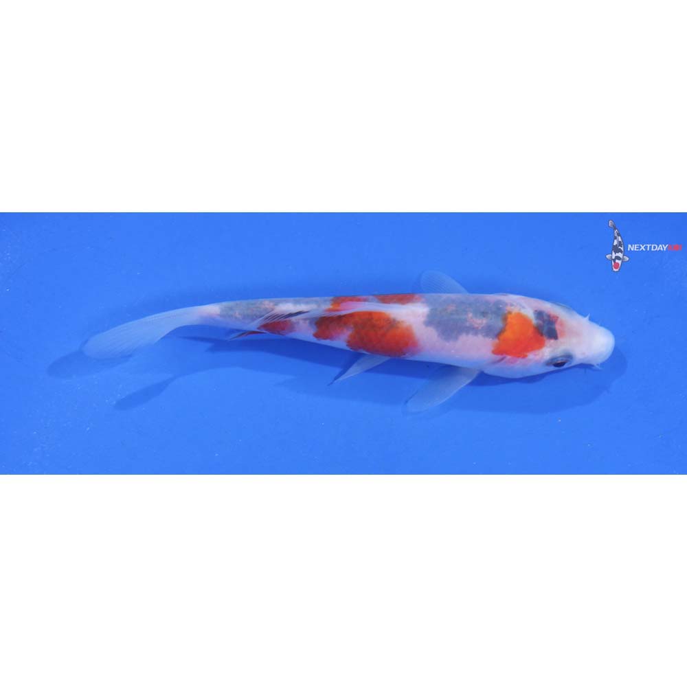 4.5” Imported Goshiki
