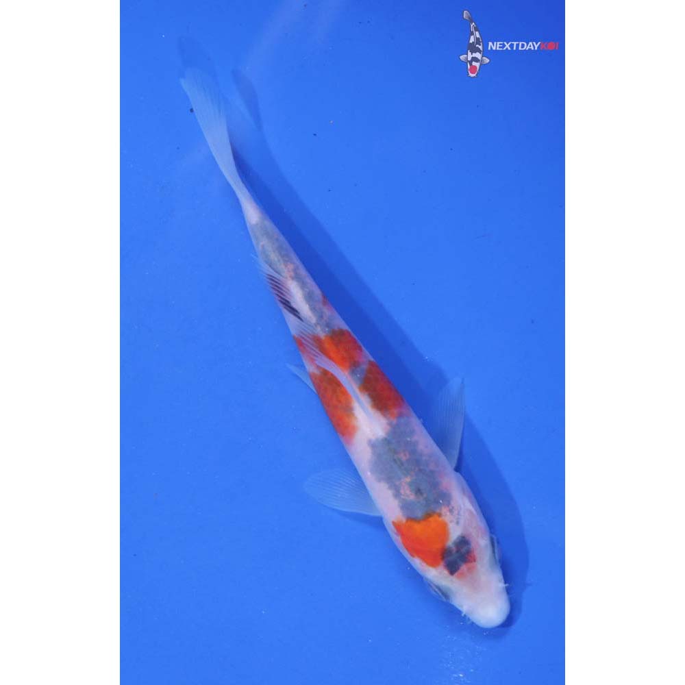 4.5” Imported Goshiki
