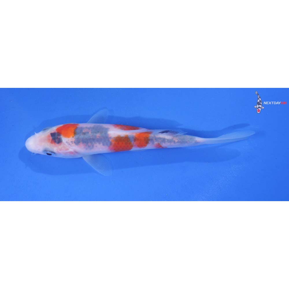 4.5” Imported Goshiki