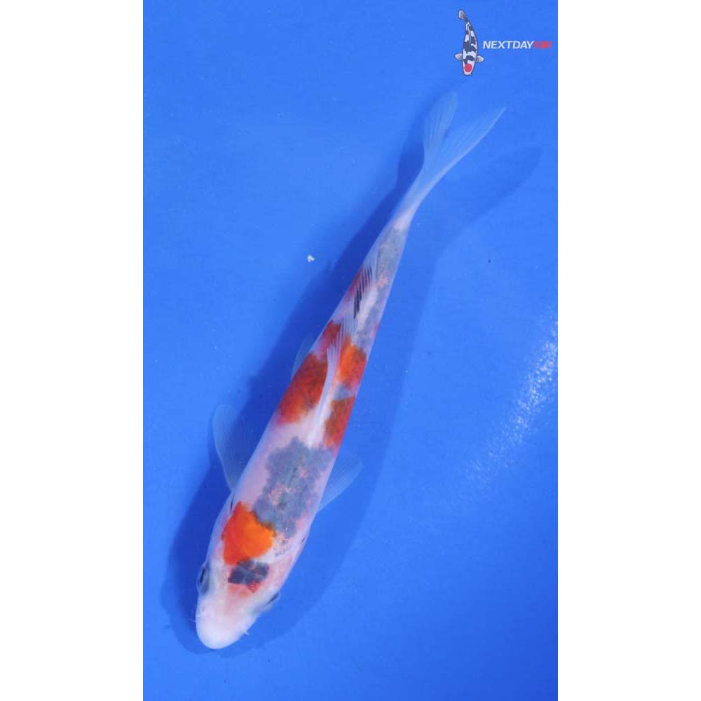 4.5” Imported Goshiki