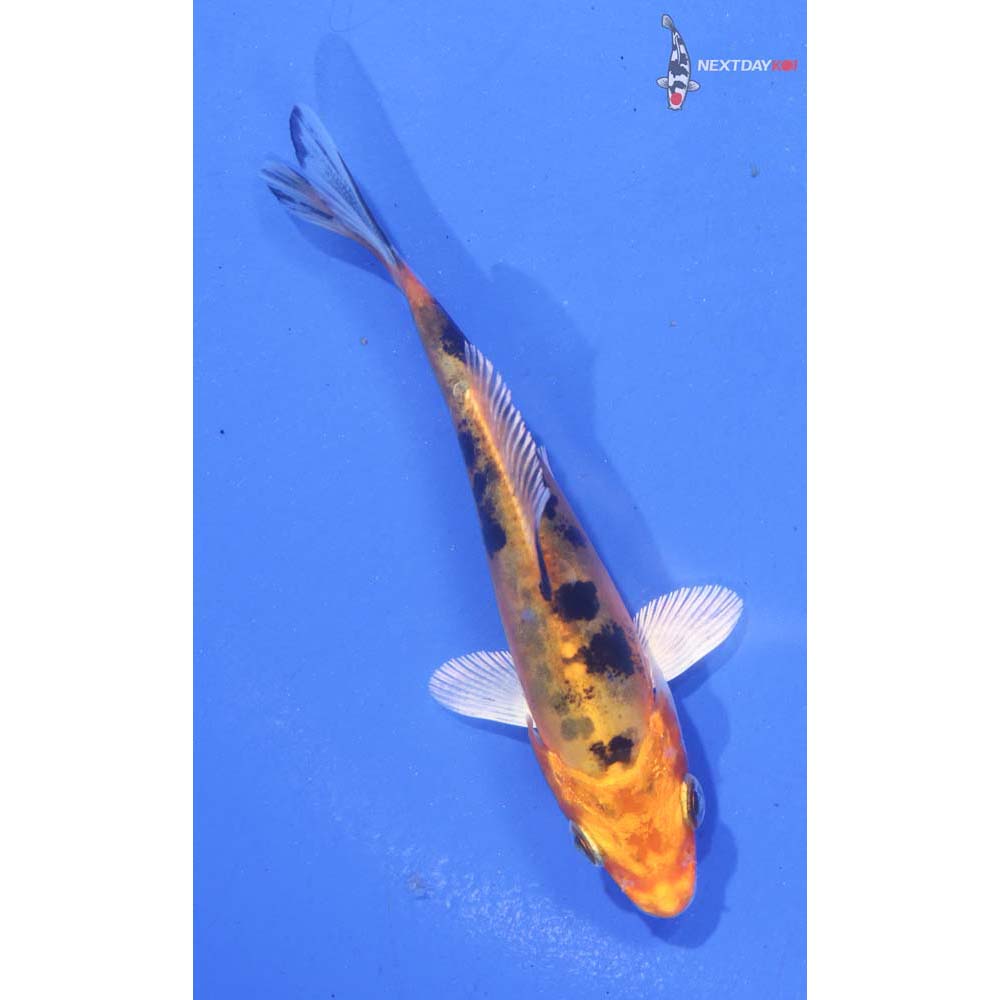 3.5” Imported Doitsu Kin Aka Bekko