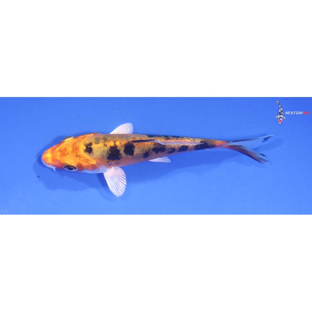 3.5” Imported Doitsu Kin Aka Bekko