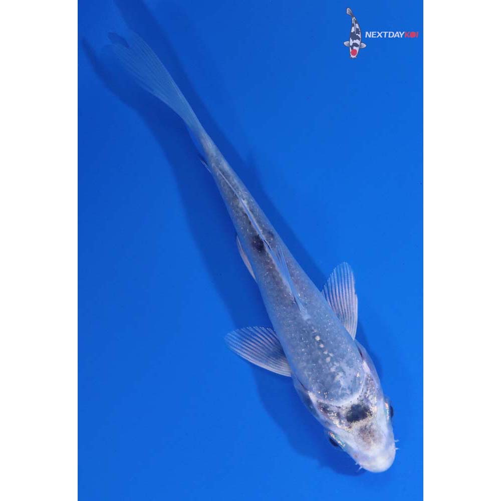 4” Imported Gin Shiro Bekko