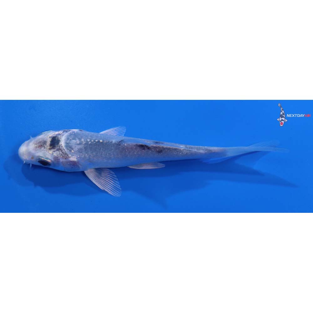 4” Imported Gin Shiro Bekko