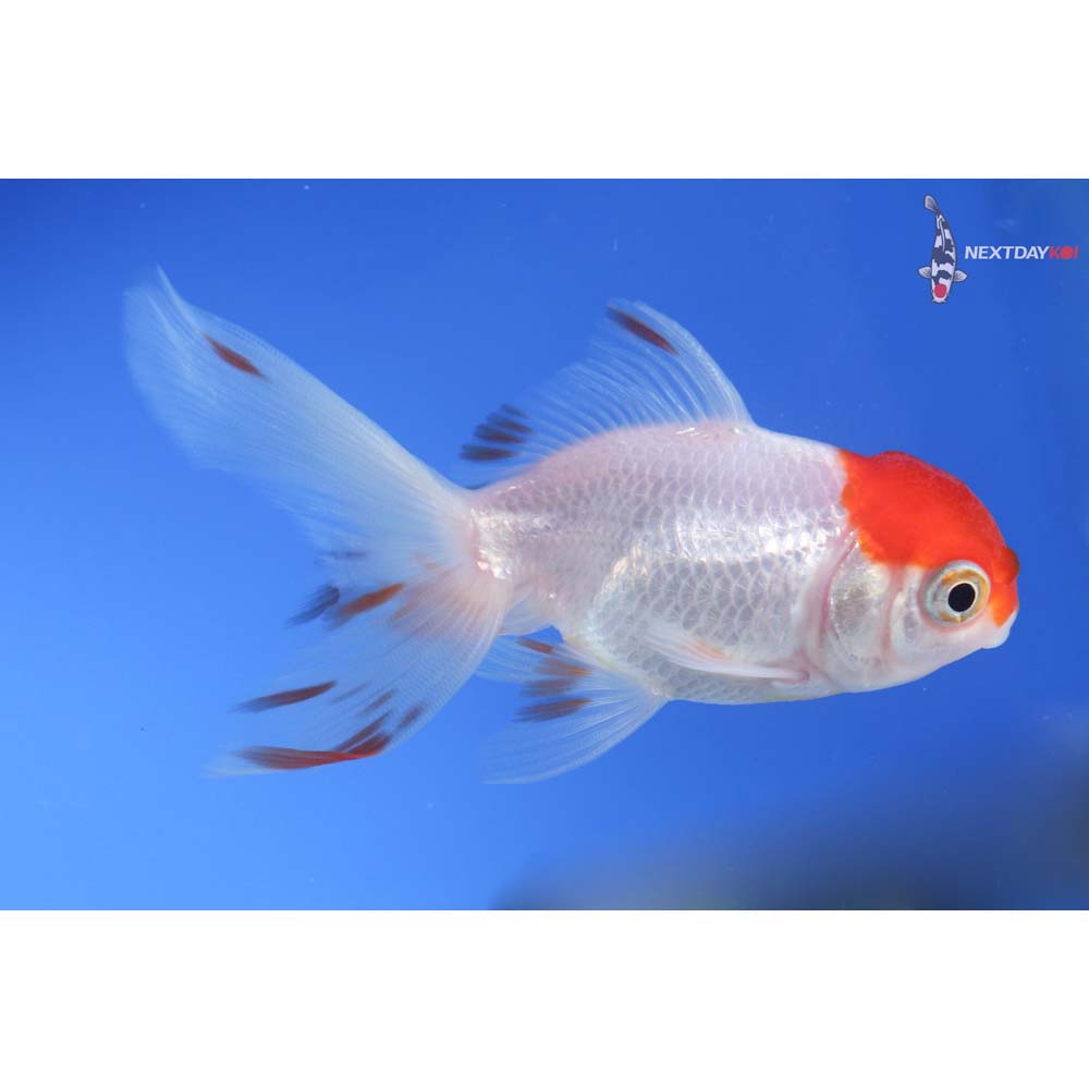 3.5” Imported Redcap Oranda