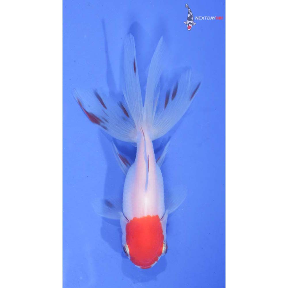 3.5” Imported Redcap Oranda