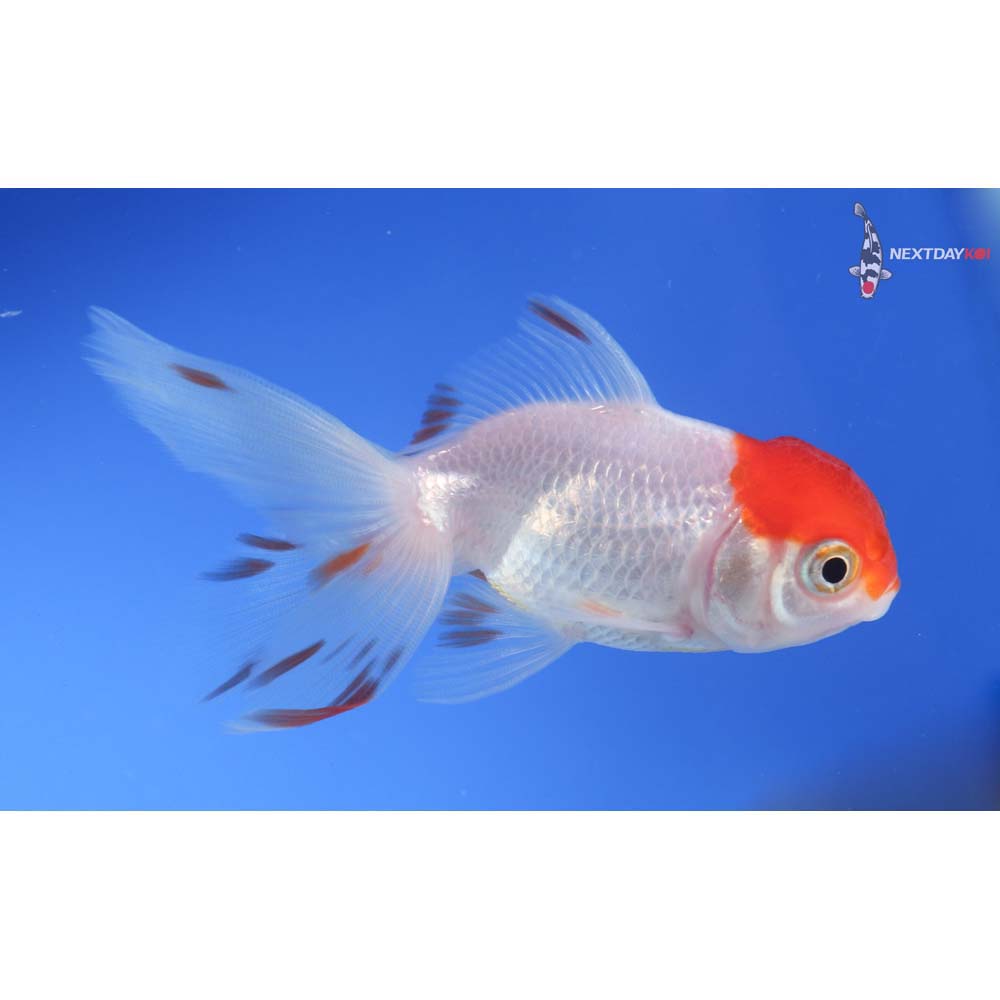 3.5” Imported Redcap Oranda