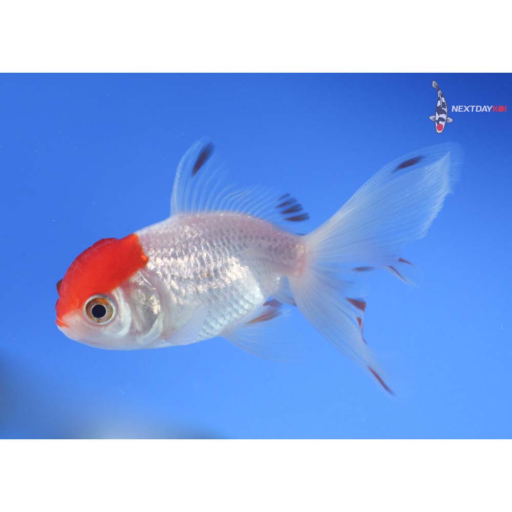 3.5” Imported Redcap Oranda