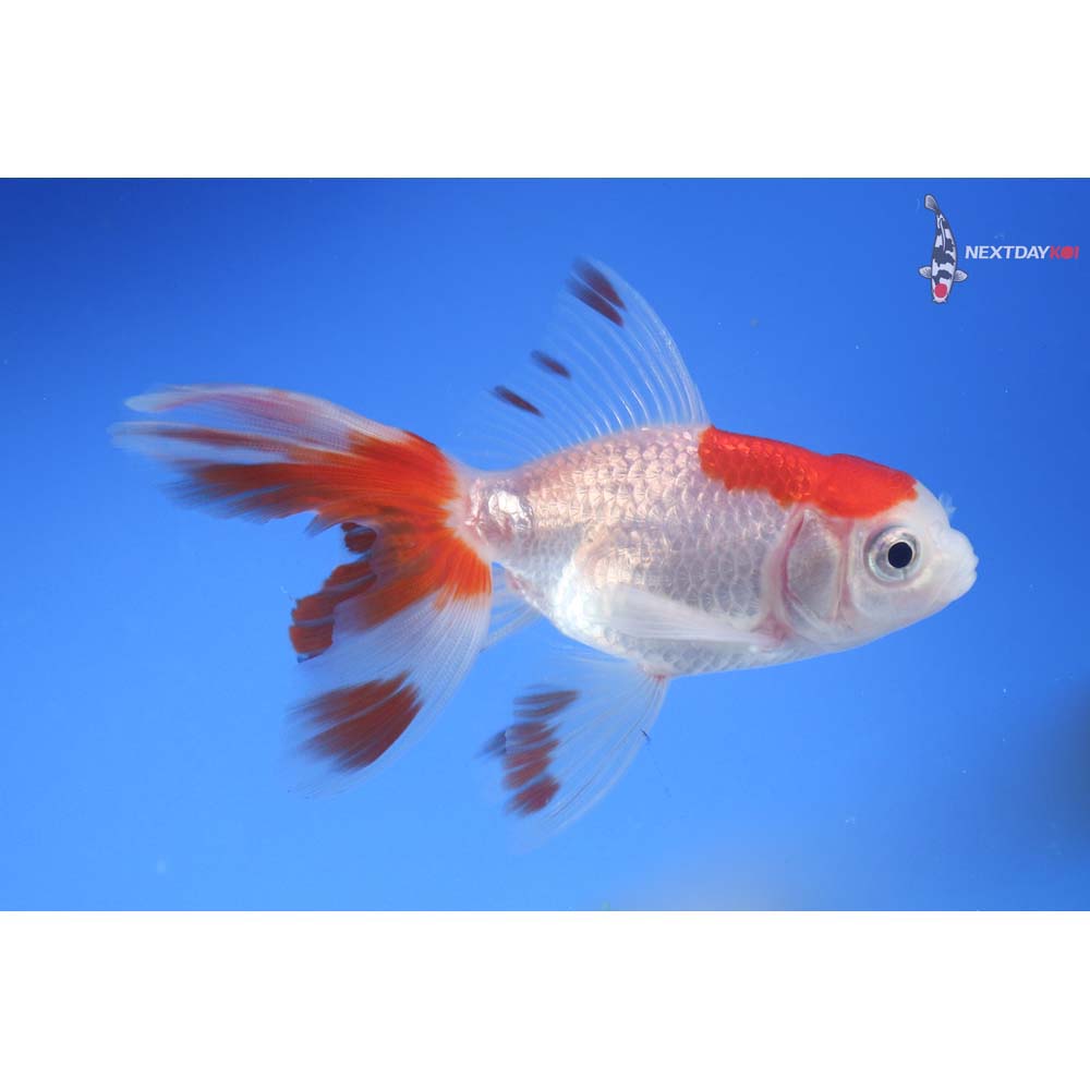 3.5” Imported Red and White Oranda