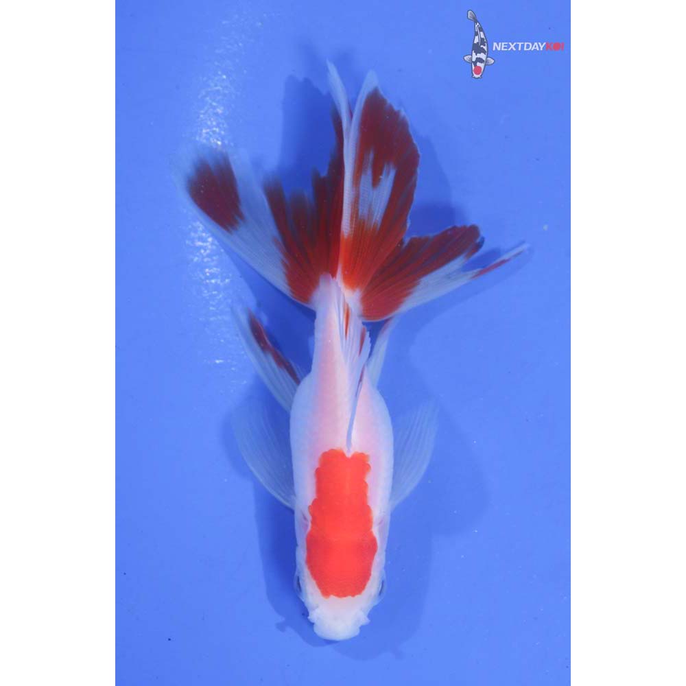 3.5” Imported Red and White Oranda
