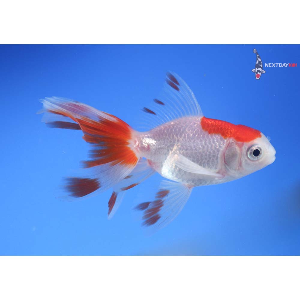 3.5” Imported Red and White Oranda
