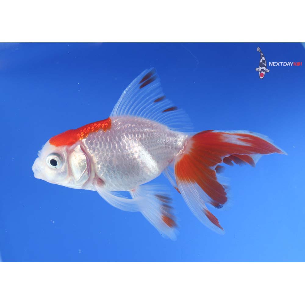 3.5” Imported Red and White Oranda