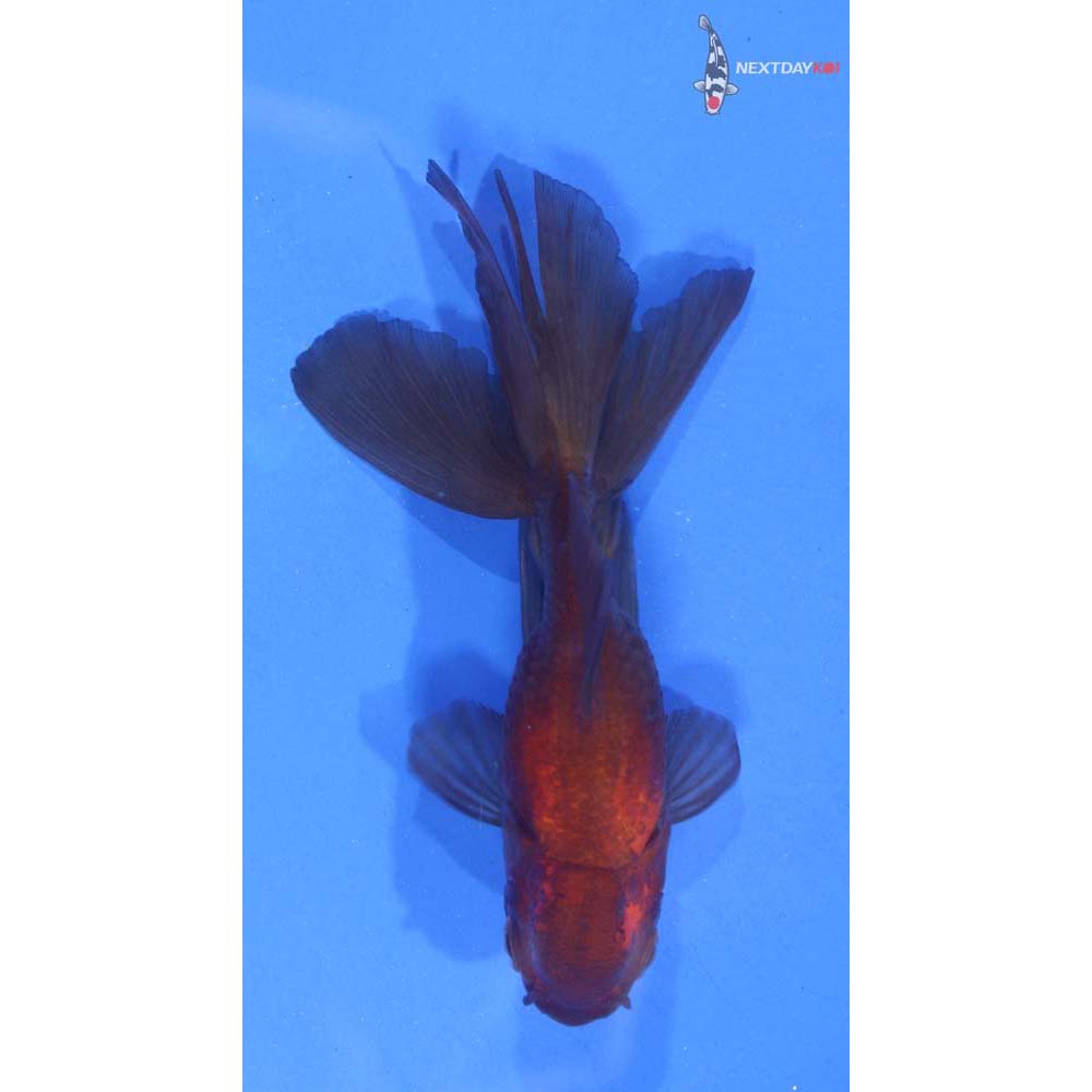 3.5” Imported Red and Black Oranda