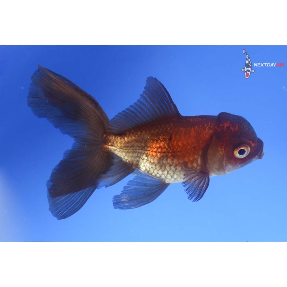 3.5” Imported Red and Black Oranda
